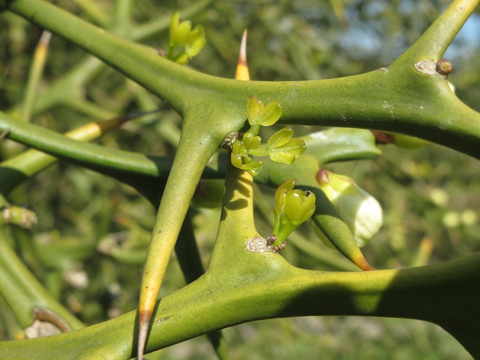 <p>shrub, large thorns dark green, grays with age, yellow fruit</p>