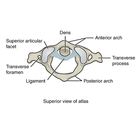 <p>atlas (C1)</p>