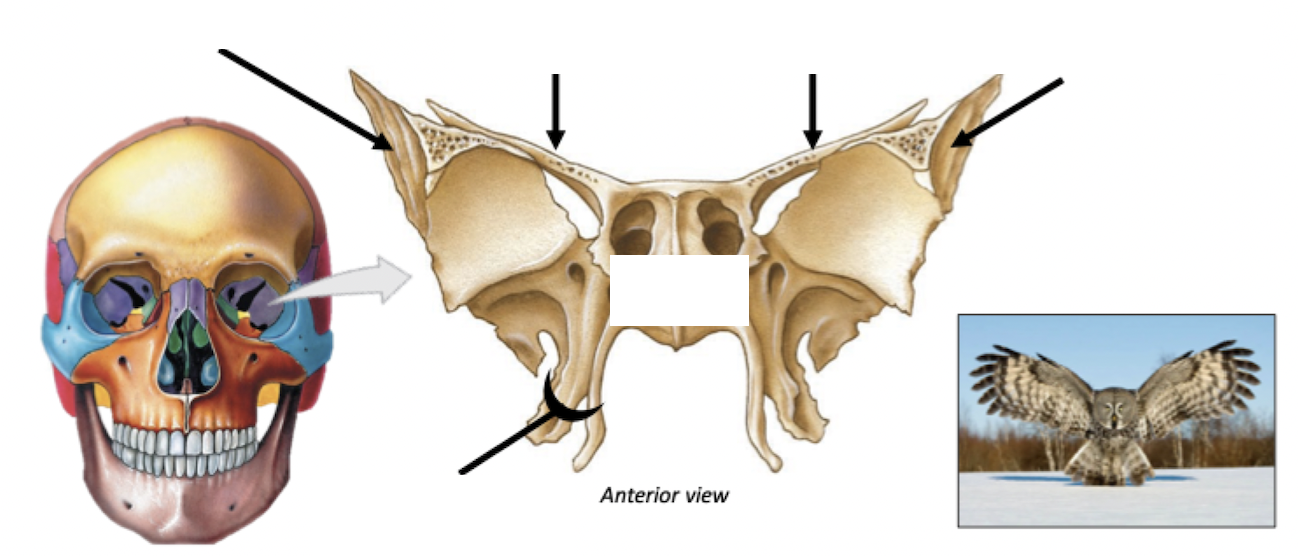 <p>Features of Sphenoid Bone</p>