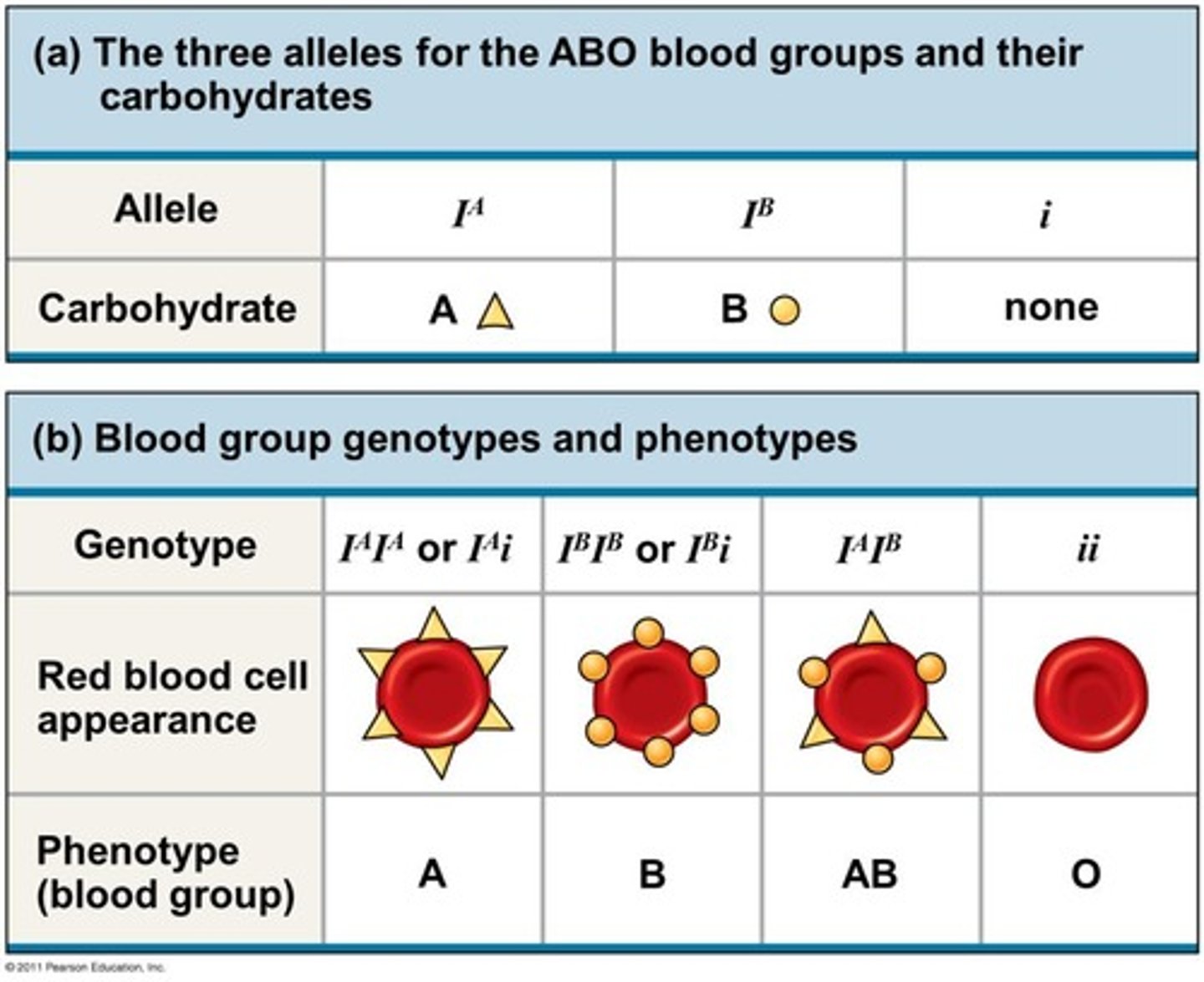 <p>The ABO blood system has three alleles of blood-groups: IA (or A), IB (or B), i (or O).</p>