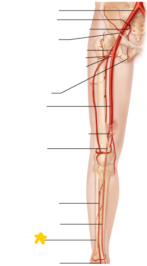 <p>a branch off of the posterior tibial artery </p>