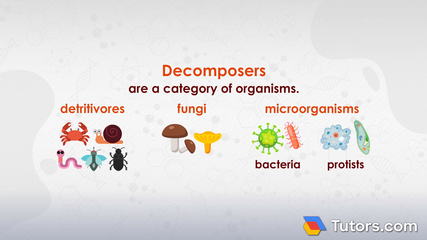 <p>Microorganisms (e.g., fungi, bacteria) that break down dead organic material, returning nutrients to the environment.</p>