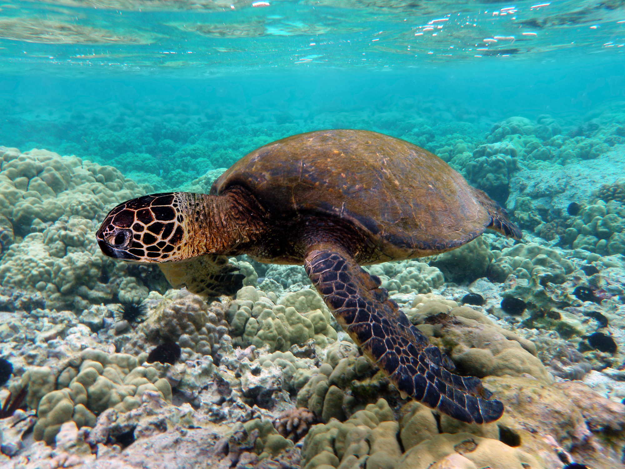 <p>Cheloniidae</p>