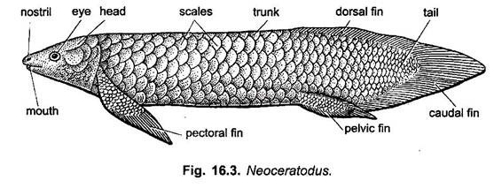 <p>caudla fin witht he spinal column extending horizontally to the end of the tail, r</p>