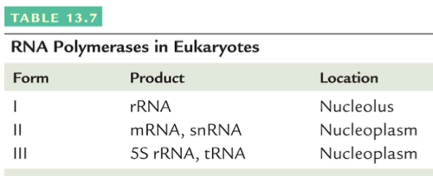 <p>RNA pol I: nucleolus, synthesizes rRNA<br><br>RNA pol II: nucleus, synthesizes hnRNA (pre-processed) (&amp; small nuclear RNA) (snRNA)<br><br>RNA pol III: nucleus, synthesizes tRNA (&amp; some rRNA)</p>