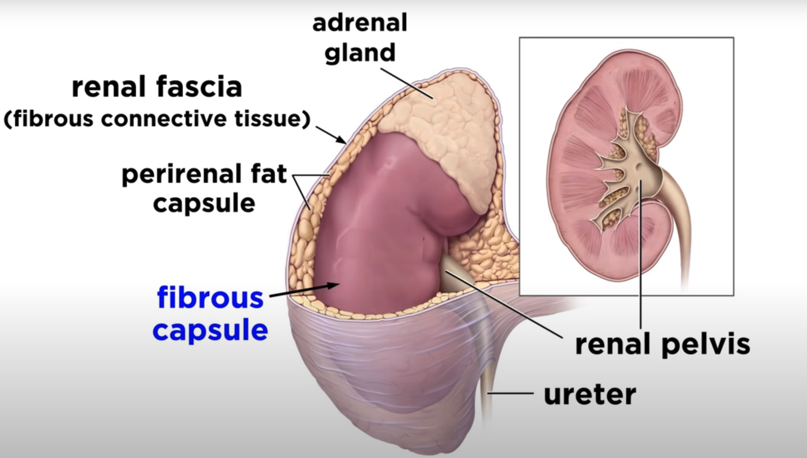 <p>Fibrous capsule (supportive tissue)</p>