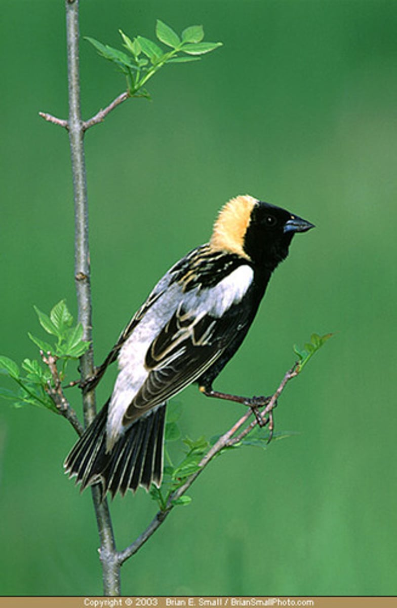 <p>Icteridae</p>
