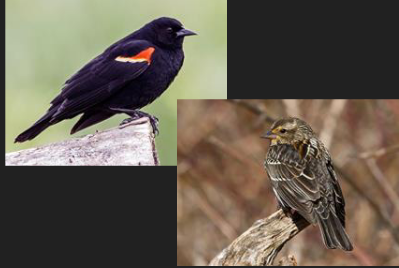 <p>What family is this species from</p>