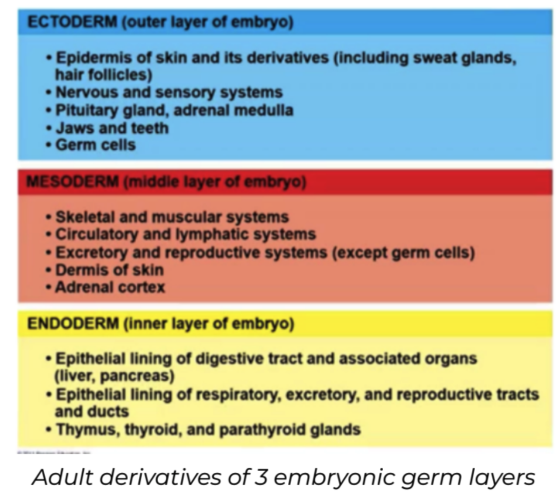 <p>Germ Layers</p>