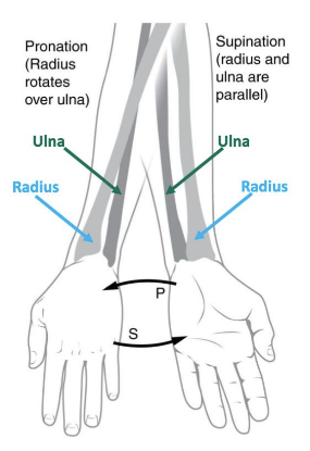 <p>Rotation of the forearm (radius) medially, causing the palm to face downwards. Occurs in the transverse plane on the vertical axis. </p>