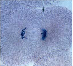 <ul><li><p>when chromosomes are properly aligned, anaphase proceeds</p></li><li><p>sister chromatids separate at centromere- pulled to edge of cell</p><ul><li><p>now chromosomes</p></li></ul></li></ul>