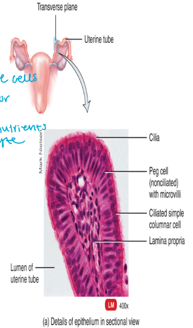<ol><li><p>the mucosa</p><ul><li><p>consists of <strong>ciliated simple columnar epithelium</strong></p></li><li><p>cilia assist in the movement of the oocyte along the length of the fallopian tube</p></li><li><p>there is also non-ciliated columnar epithelial (elongated cells) cells called peg cells → contain microvilli (important for secretions → gives nutrients to oocyte)</p><ul><li><p>secretes a nutrient rich fluid </p></li></ul></li></ul></li><li><p>the mucularis externa</p><ul><li><p>smooth muscle (involuntary)</p></li><li><p>assists in the movement of the oocyte along the length of the tube with rhythmic contractions</p></li></ul></li><li><p>serous membrane</p><ul><li><p>visceral peritoneum</p></li><li><p>adventitia (out of peritoneum)</p></li><li><p>low in the abdomen</p></li></ul></li></ol><p></p>