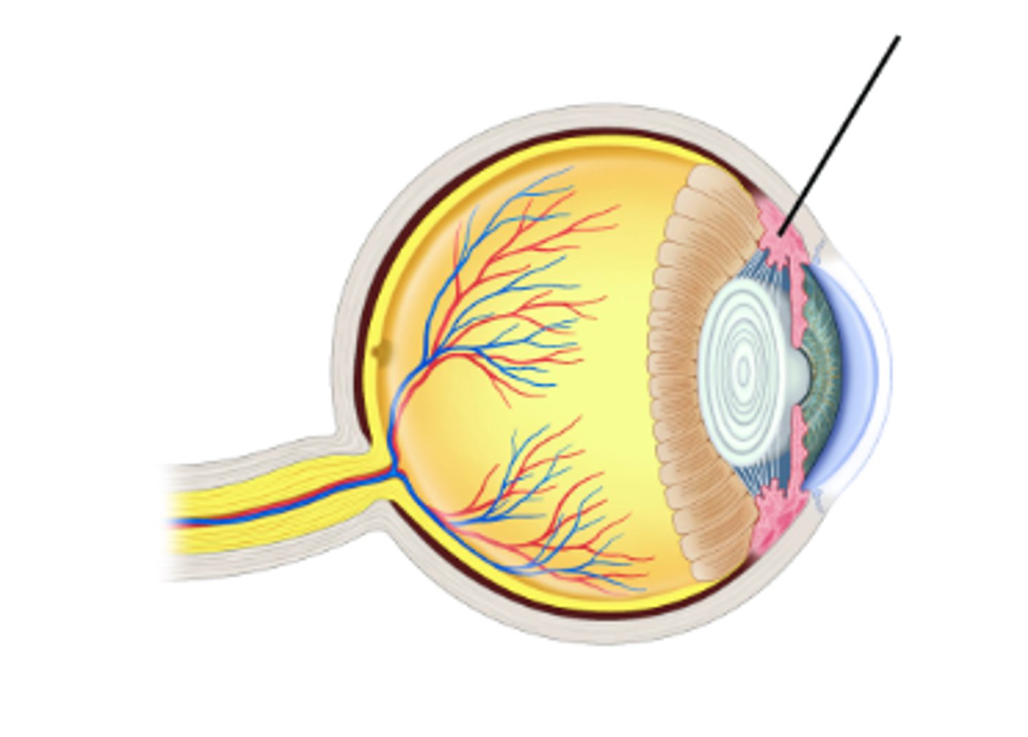 <p>Identify structure.</p>