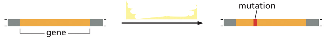 <p>mutation that occurs within a single gene</p>