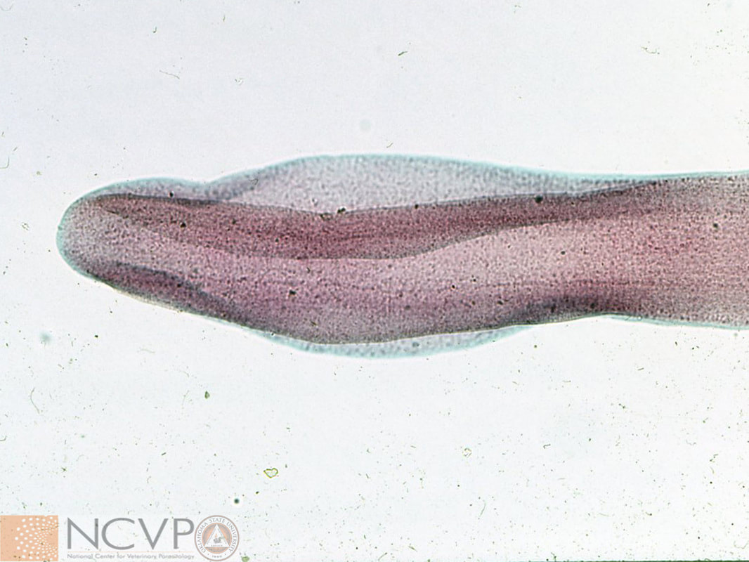 <p>Identify this parasite</p>