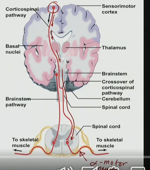 <p>A. Transmit motor commands from the cortex to the spinal cord</p>