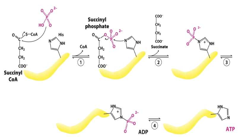 <p>Explain <strong><u>Step 5</u></strong> of the <strong><em>Citric Acid Cycle</em></strong></p>