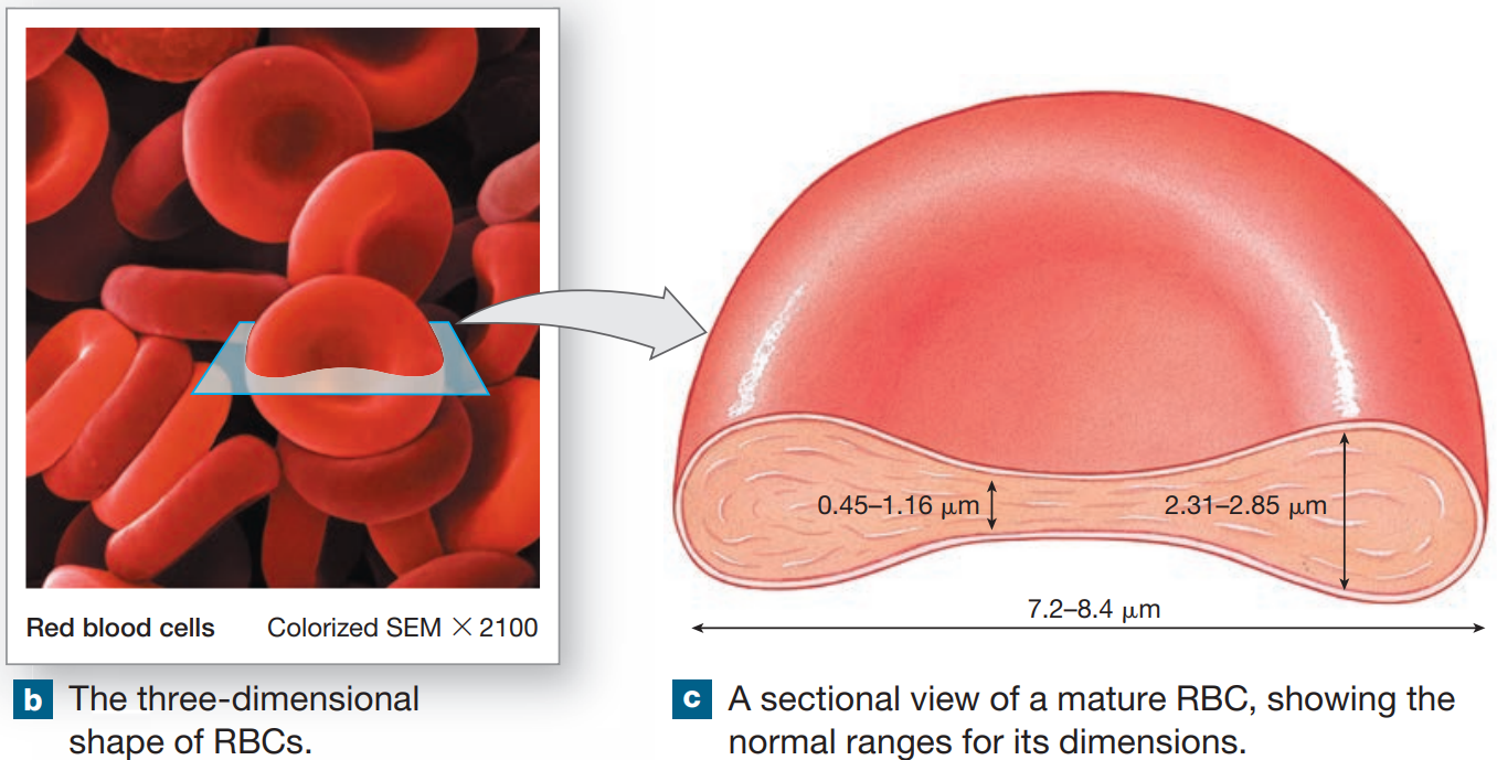 <ul><li><p>high surface-to-volume ratio to exchange O2 rapidly</p></li><li><p>flexbility to transverse small capillaries</p></li></ul><p></p>