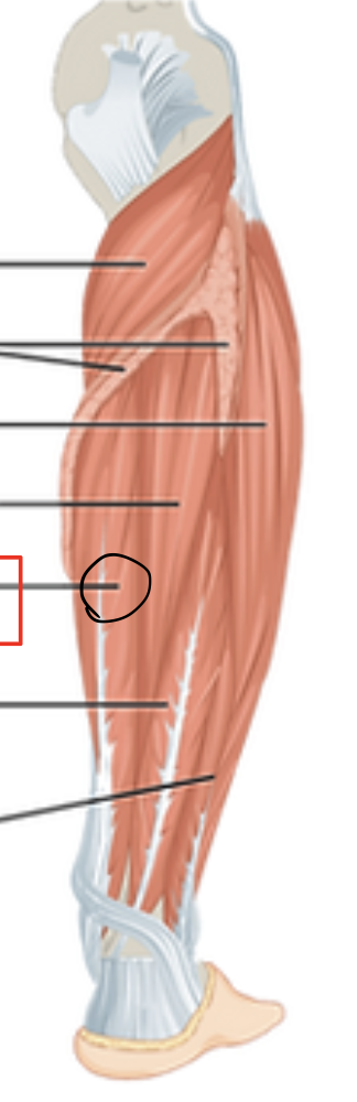 <p>flexor digitorum longus m. </p><p><span>O: posterior tibia</span></p><p><span>I: distal phalanges II-V</span></p><p><span>Action(s): flexes phalanges digits II-V</span></p><p><span>Innervated by tibial nerve</span></p>