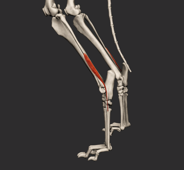 <p>ostup: tibia a fibula</p><p>úpon: os metatarsale V</p><p>funkce: flexe v articulationes tarsi</p>