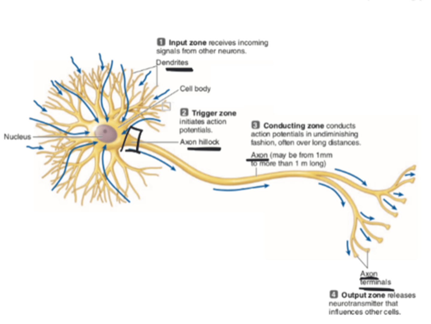<p>1. Dendrites are the small appendages coming from the cell body</p><p>2. Axon hillock is the area of the axon at the transition from the cell body to the axon</p><p>3. Axon terminals are the appendages coming from the end of the axon</p>