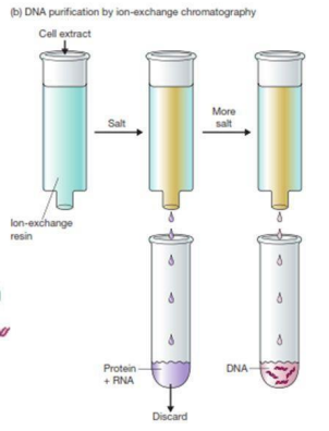 <p>Protein+RNA</p>