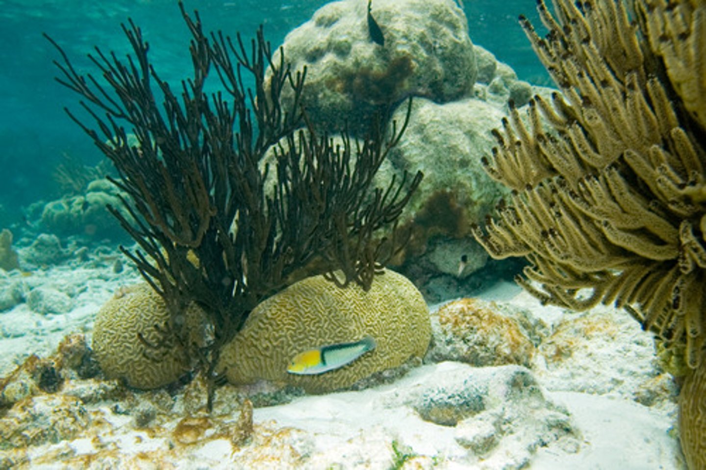 <p>black/thorny corals (little spines on surface)</p>