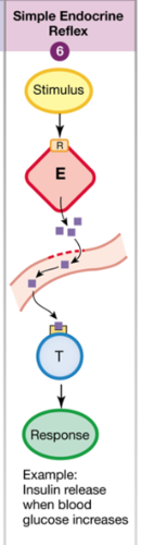involves only one hormone
cell acts as sensor, integrator;
hormone is output signal 
response is usually negative feedback