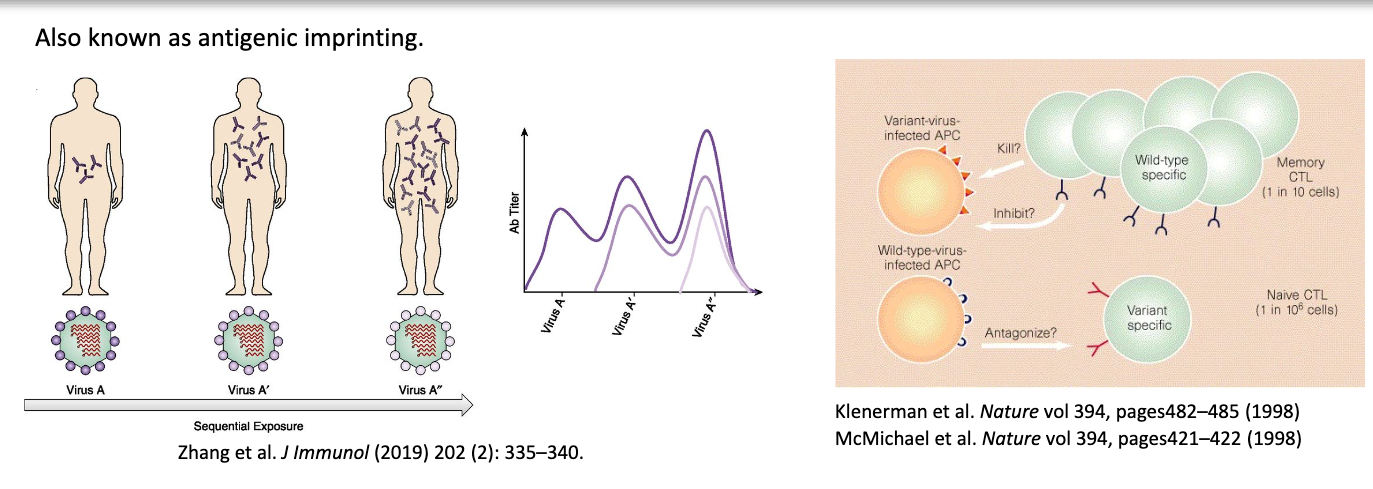 <p>also known as antigenic imprinting → refers to tendency of IS to preferentially recall and expand memory B cells generated by first exposure, even when later exposure involves related but antigenically distinct virus</p><ul><li><p>old response dominates response against new antigen</p></li><li><p>in influenza virus, after initial infection, reinfection (or vaccination) with a new strain of the virus boosted the concentration of antibodies specific for the earlier infecting strain</p></li></ul><p></p>