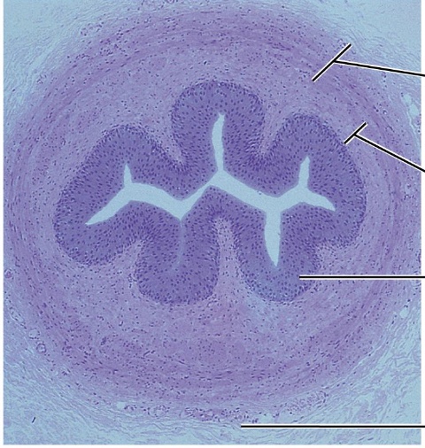 <p>What tissue is this?</p>