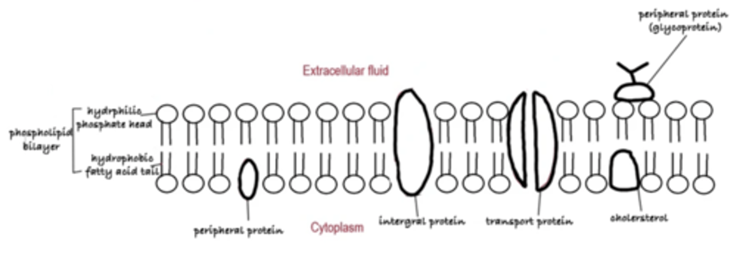 knowt flashcard image