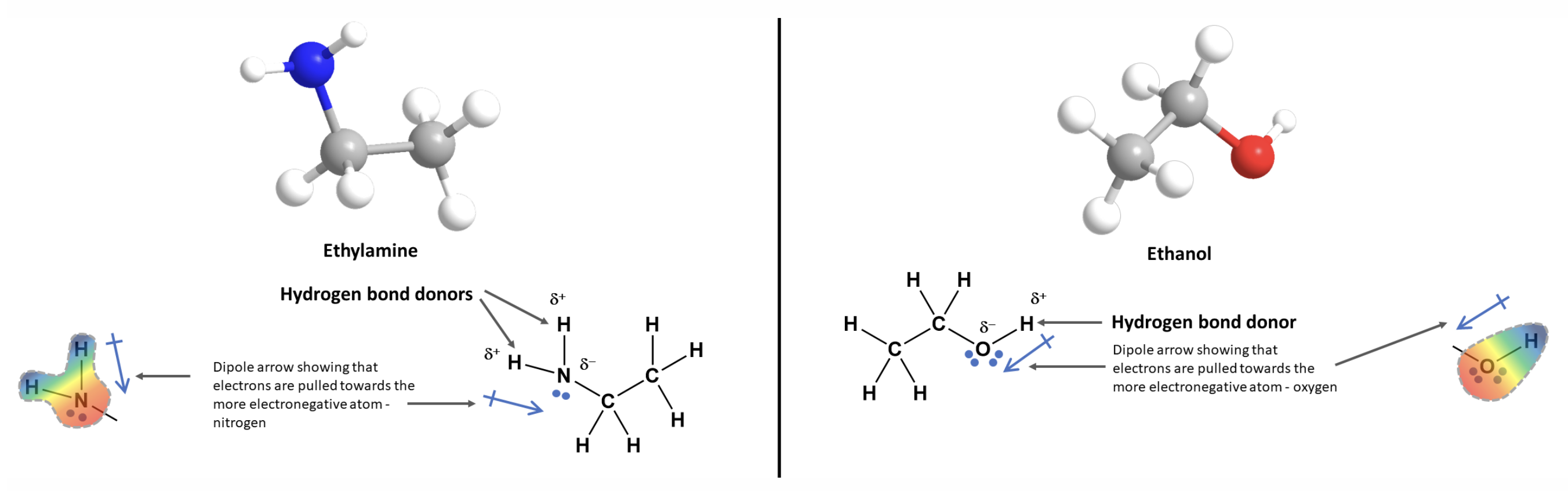 <p></p><ol><li><p><strong>Hydrogen Bond Donor</strong></p><ul><li><p>H atom must be covalently bonded directly to a highly electronegative atom (N, O, or F).</p></li><li><p>This creates a <strong>strong permanent dipole</strong> with the H atom becoming partially positive (δ+).</p></li><li><p>The δ+ hydrogen is available for attraction.</p></li></ul></li><li><p><strong>Hydrogen Bond Acceptor</strong></p><ul><li><p>Must be a strongly electronegative atom (N, O, or F) with one or more lone pairs of electrons.</p></li><li><p>If there are multiple electronegative atoms in a molecule to be chosen as the hydrogen bond acceptor, the most electronegative atom is likely to be the one</p></li><li><p>Does <strong>not</strong> require a hydrogen attached to it.</p></li><li><p>The lone pairs interact with the δ+ hydrogen of the donor.</p></li></ul></li><li><p><strong>Nature of H-Bonds</strong></p><ul><li><p>Strength: ~1/10 of a covalent bond.</p></li><li><p>Easily broken/reformed</p></li><li><p>Represented by <strong>dashed lines</strong> between donor and acceptor.</p></li></ul></li></ol><p></p>