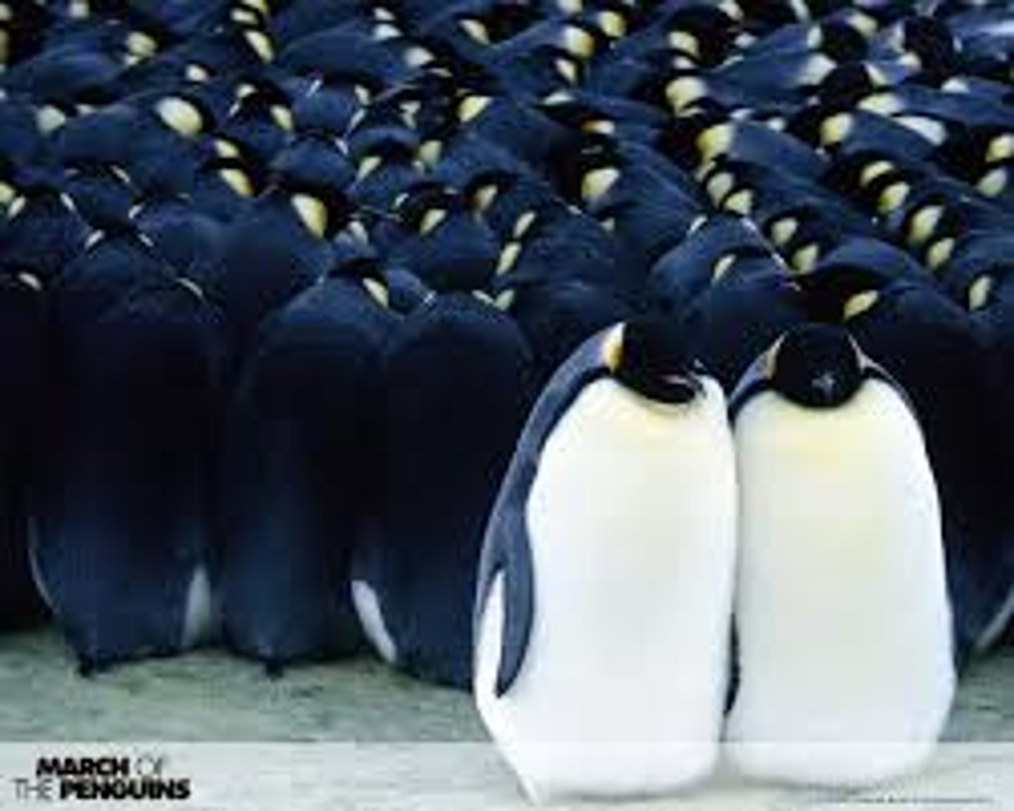 <p>Group of individuals of the same species living in the same area.</p>