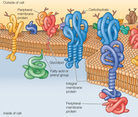 <ul><li><p>Proteins are inserted into the lipid bilayer</p></li><li><p>Membrane proteins carry out the specific functions </p></li><li><p>Integral membrane proteins: embedded directly within the lipid bilayer </p><ul><li><p>Single pass</p></li><li><p>Multi-pass</p></li></ul></li><li><p> Peripheral membrane proteins: membrane association is indirect, through protein-protein interactions</p></li></ul><p></p>