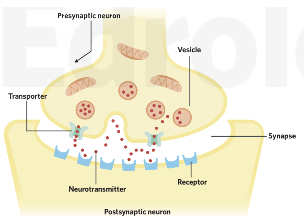 <p><span><span>The space between two neurons where signals are transmitted</span></span></p>