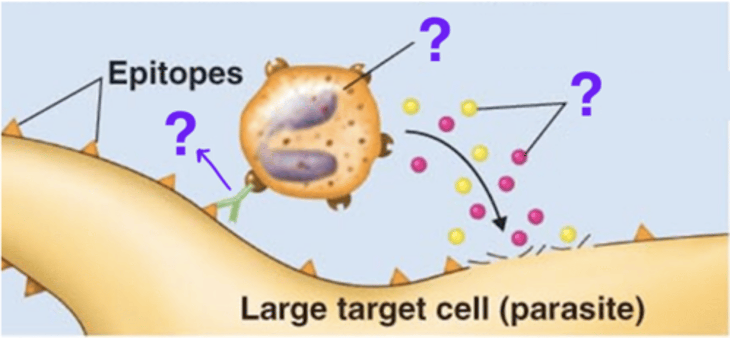 <p>Antibody effects of binding</p><p>Fill in the blank:</p><p>- During antibody-dependent cell-mediated cytotoxicity (ADCC), a(n) _____ antibody's Fab region binds to a(n) __________ on a parasite.</p><p>- The antibody's Fc region binds to a(n) _________________________ Fc receptor.</p><p>- The leukocyte releases __________ and __________ enzymes that lyse target parasite.</p>