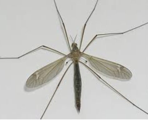<p>importance: C2, very clean water</p><p>ecology: helps clean lakes and ponds, eaten by birds, insects, fish</p><p>life: CM, resemble large mosquitos</p><p>feeding: omnivorous, some adults do not eat</p><p>*aka mosquito hawks, but only larvae eat mosquitos</p>
