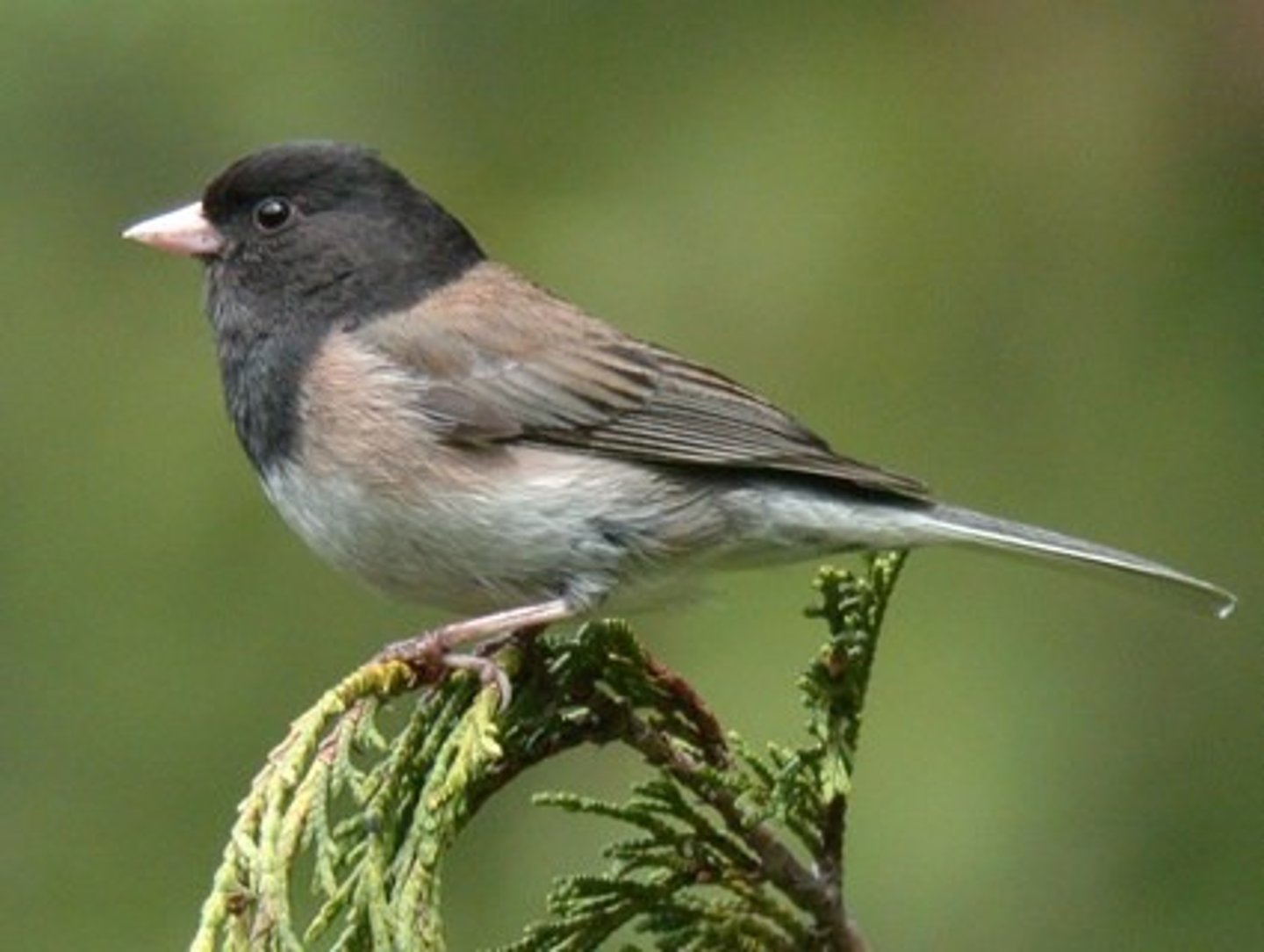 <p>Dark-eyed Junco</p>
