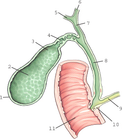<p>Which region of the biliary system is labeled 10?</p><p>A. Hepatopancreatic ampulla </p><p>B. Hepatopancreatic sphincter</p><p>C. Duct of Wirsung</p><p>D. Duct of Vater</p>