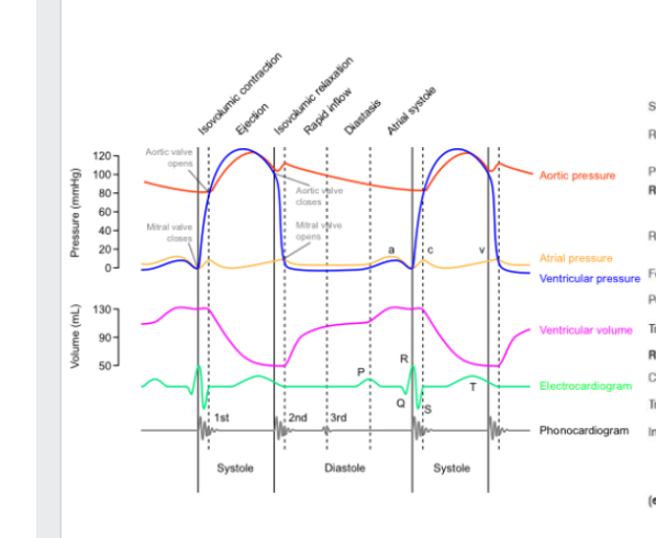 <p>Grey - Atrial Systole - P wave - electrical signal in L+R atria. Pushes blood into ventricles —&gt; ventricular volume increases as blood pushed in</p><p><span style="color: red;">Red - Ventricular systole</span> - ventricle start contracting. Pressure increases. As soon as pressure in it exceeds pressure in atria, it forced mitral + aortic valve closed —&gt; “lub”. Then reaches point where pressure in ventricle height that in atria and that opens aortic + pulmonary valve —&gt; blood flows into circulation. QRS complex</p><p><span style="color: blue;">Blue - Diastole</span> - relax - BP in aorta higher than in ventricles so slam shuts valves —&gt; “dub” - blood can trickle into atria here</p><p><span style="color: green;">Green - Atrial systole</span> -  electrical signal flow through atria and pushes blood into ventricles</p><p><span style="color: yellow;">Orange </span>- ventricles contract into circulation - 1st heart sound.</p><p><span style="color: purple;">Purple</span> - relaxes. Valves close. 2nd heart sound </p>