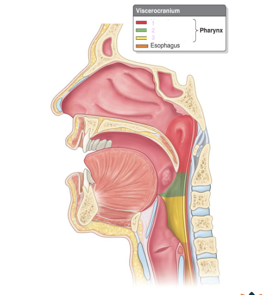 <p>keelholte die dient als gezamenlijke lucht- en voedselweg.</p>