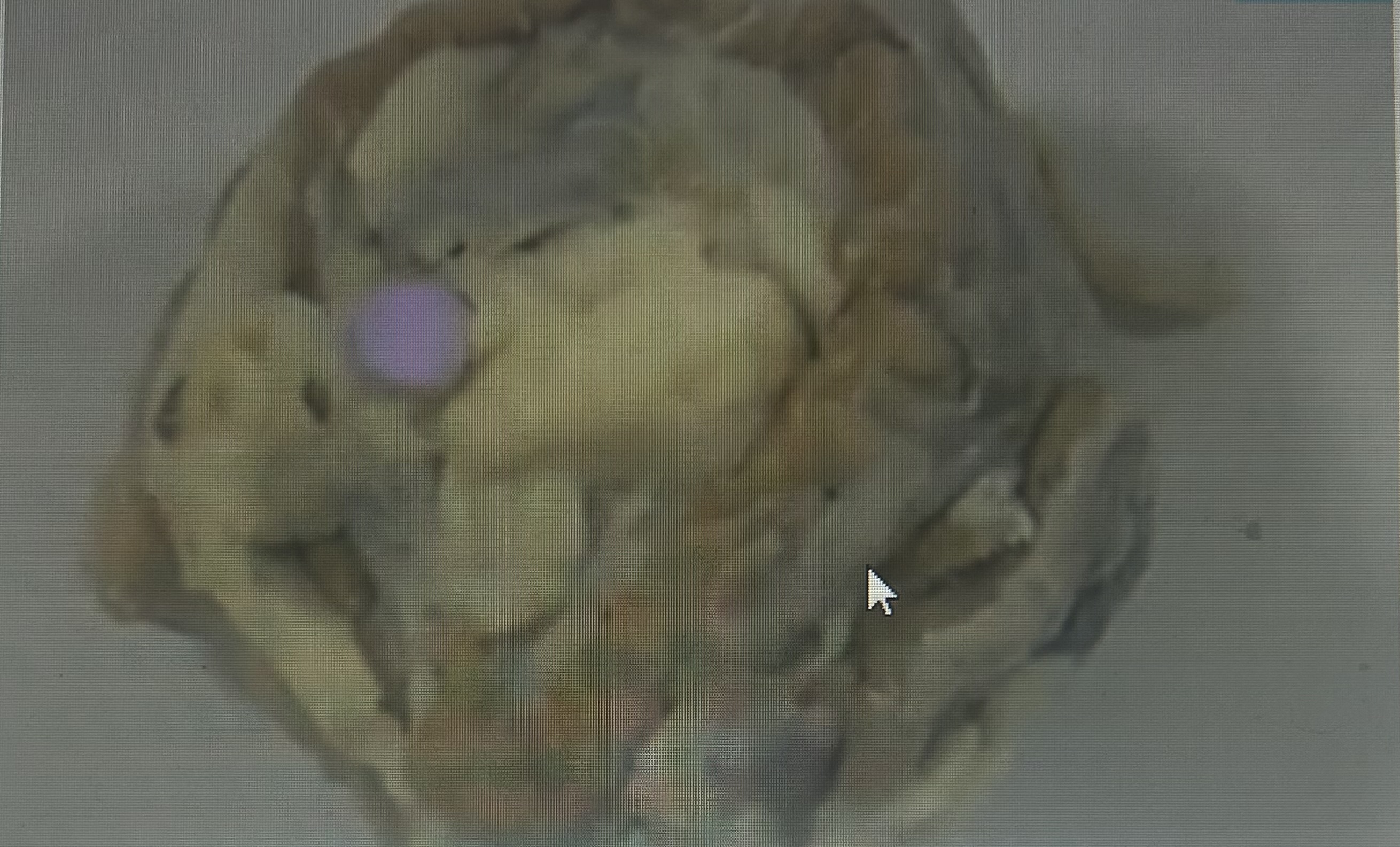 Identify the highlighted external cow eye cranial nerve in this image. 