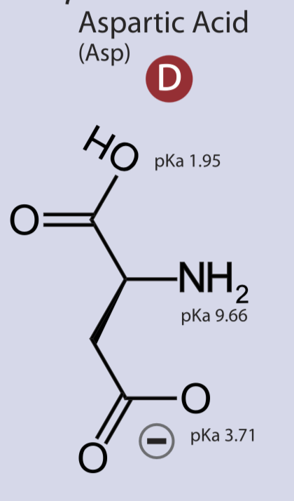 <p>Negatively charged side chain, polar, hydrophilic</p>