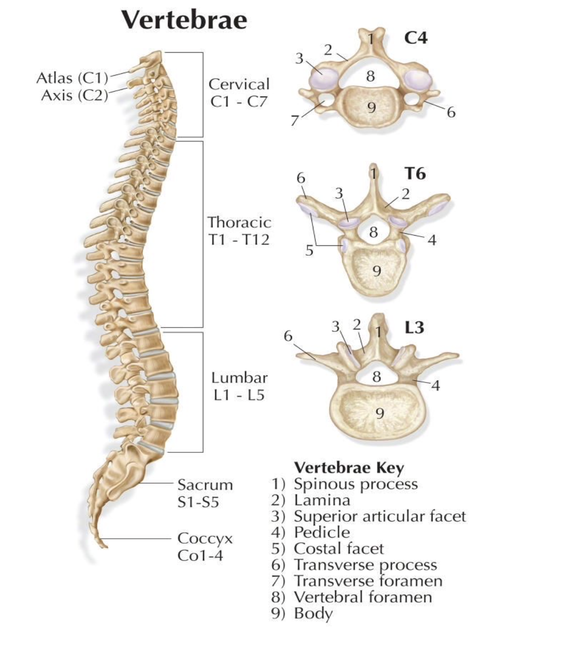 <p>Flexible protective column of 33 vertebrae connected by ligaments; articulates with skull, ribs, and pelvis.</p>