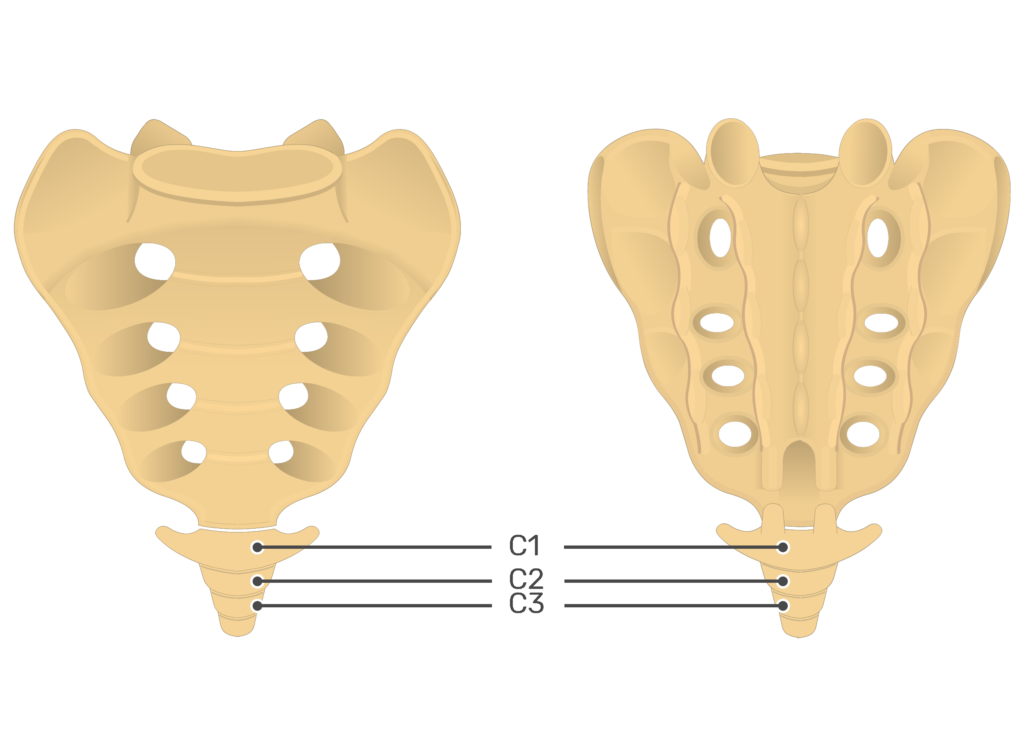 <p>The 3 to 5 fused segments at the very end of the human vertebral column provide attachment points for pelvic muscles and ligaments and supporting the body in a seated position.</p>
