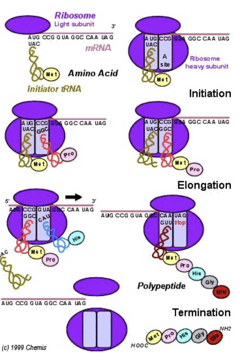 <p><strong>Translation Stages</strong></p>