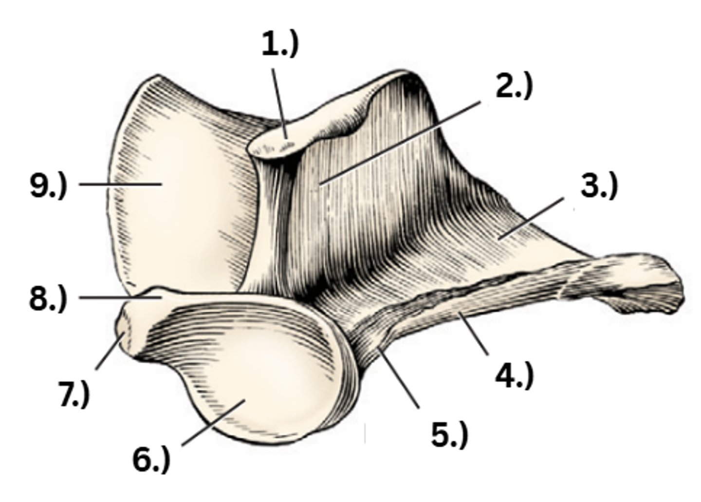 <p>3</p>