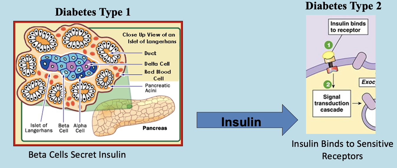 <p>A disease in which the body’s ability to produce or respond to the hormone insulin is impaired, resulting in abnormal metabolism of carbohydrates and elevated levels of glucose in the blood and urine.</p>