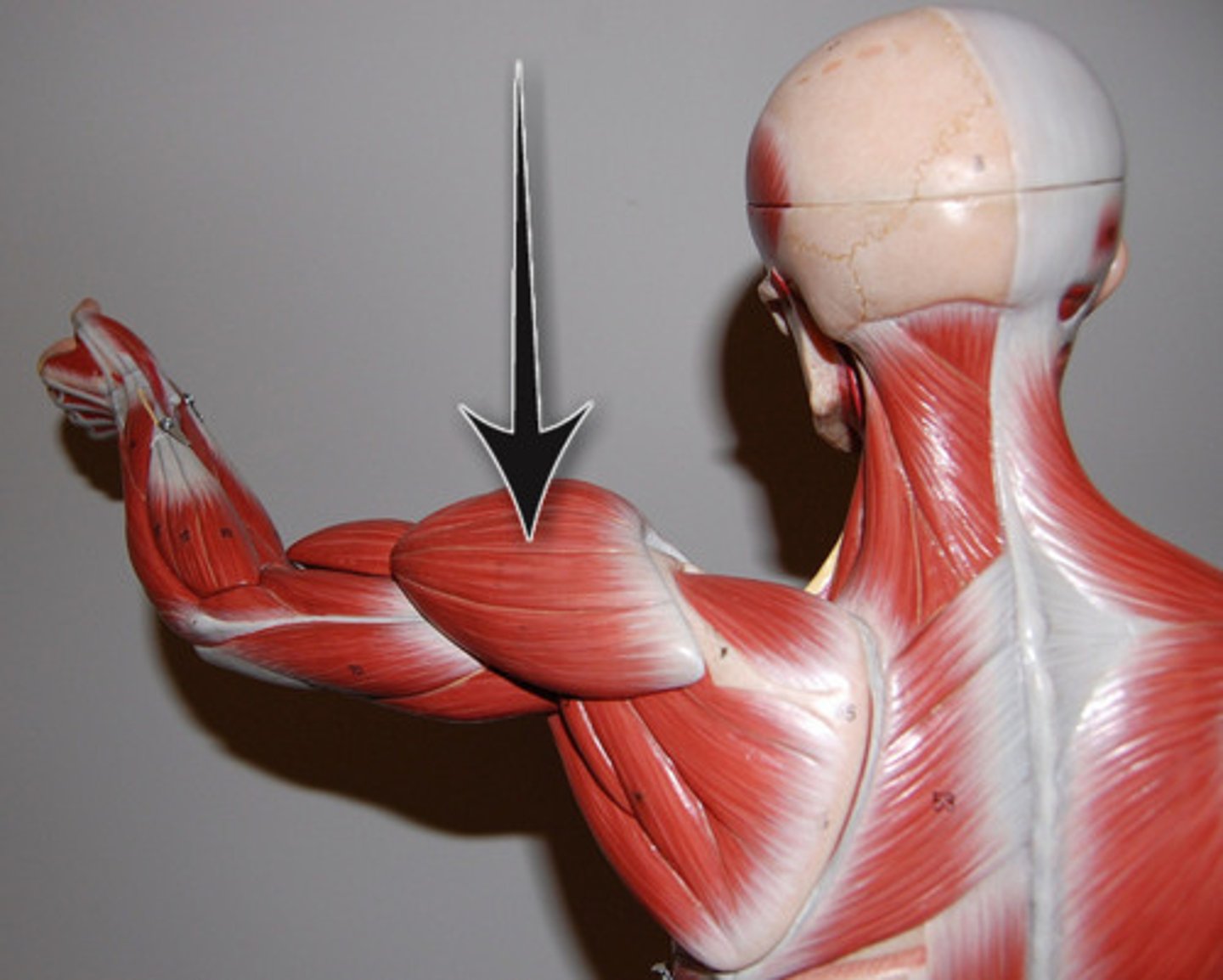 <p>-Origin: anterior border and upper surface of the lateral third of the clavicle, acromion, spine of the scapula</p><p>-Insertion: deltoid tuberosity of humerus</p><p>-Actions: flexion by anterior deltoid, shoulder abduction by middle deltoid, and extension by posterior deltoid</p>