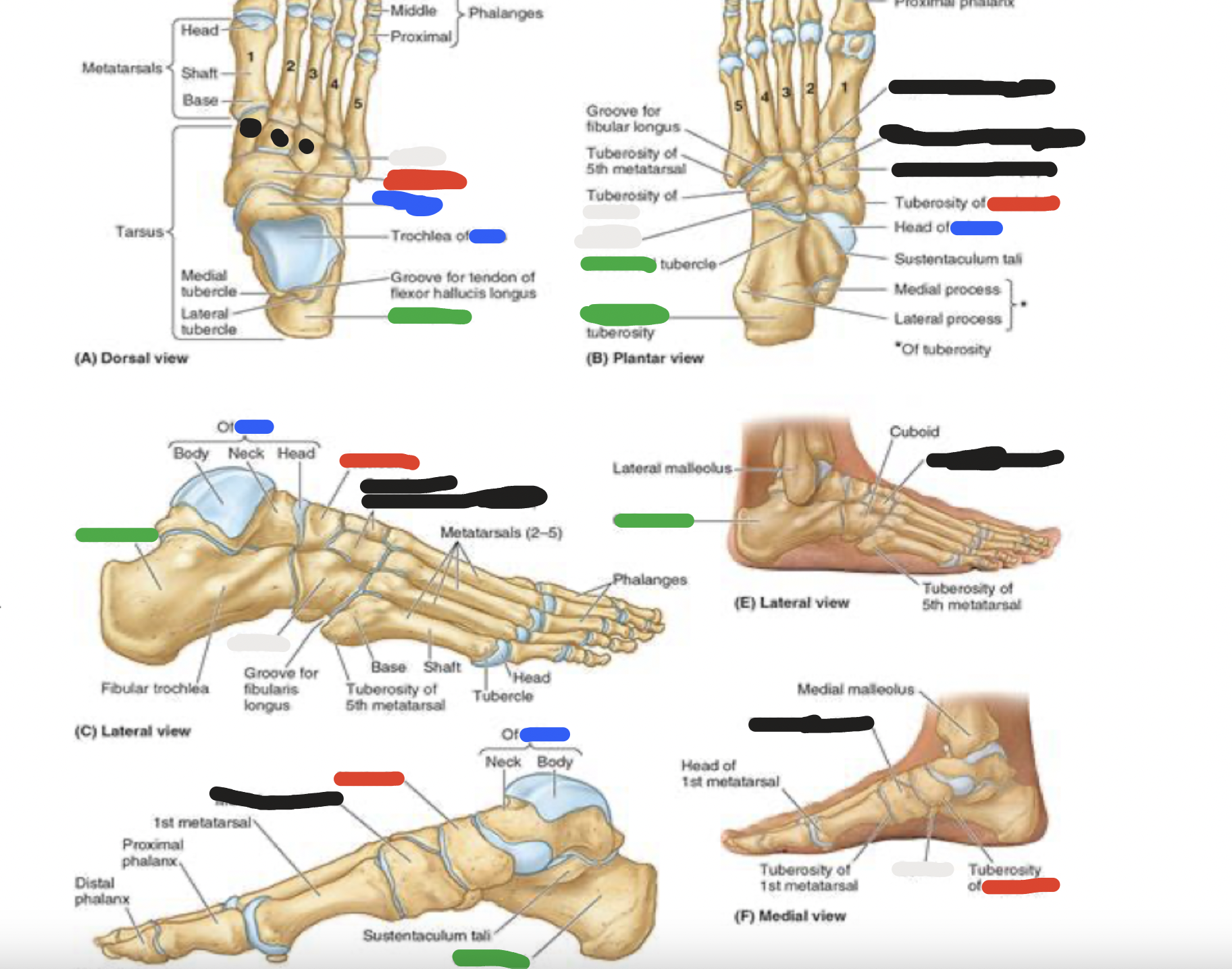 <p>7 tarsal bones: black</p>